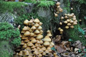 Funghi lungo il sentiero